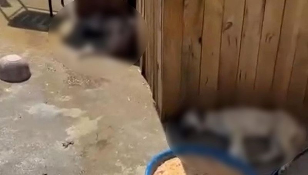 Yer: Ankara... 5 köpek zehirlenerek öldürüldü