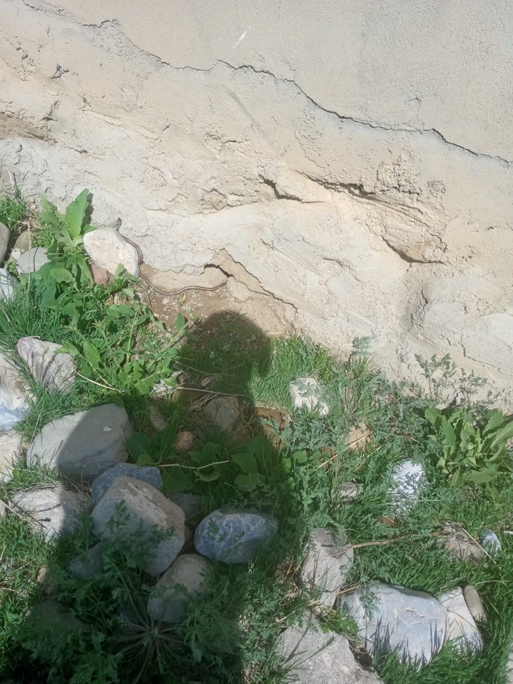 Bir evden 100 yılan çıktı - 11