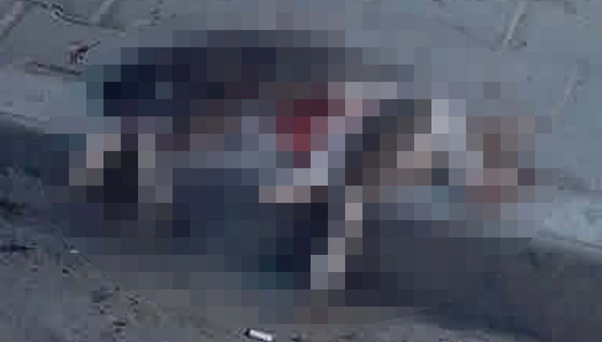 Sokak kedisini pompalı tüfekle öldürdü