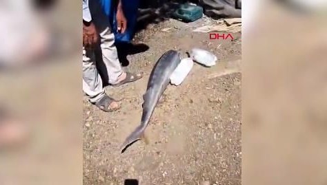 15 kiloluk sibirya mersin balığı amatör balıkçının oltasına takıldı