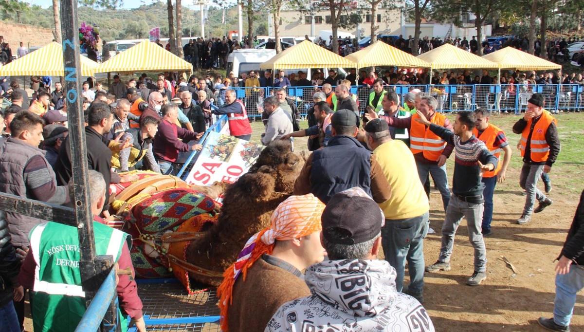 Güreşen develer bariyerleri yıkınca ortalık karıştı