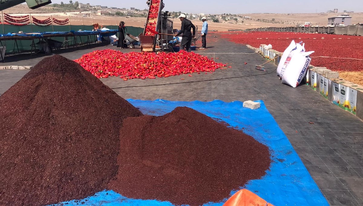 Şanlıurfa'da zorlu mesai başladı: Kilosu 350 liradan başlıyor