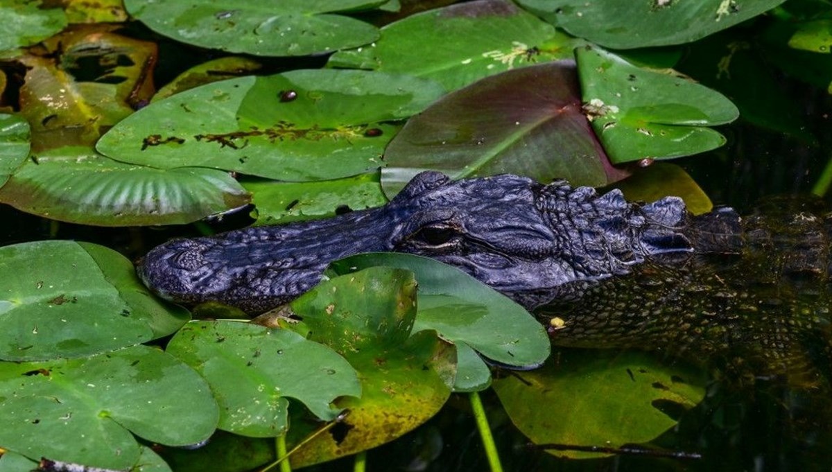 Trump'ın timsahlı gözaltı adasındaki tehlike