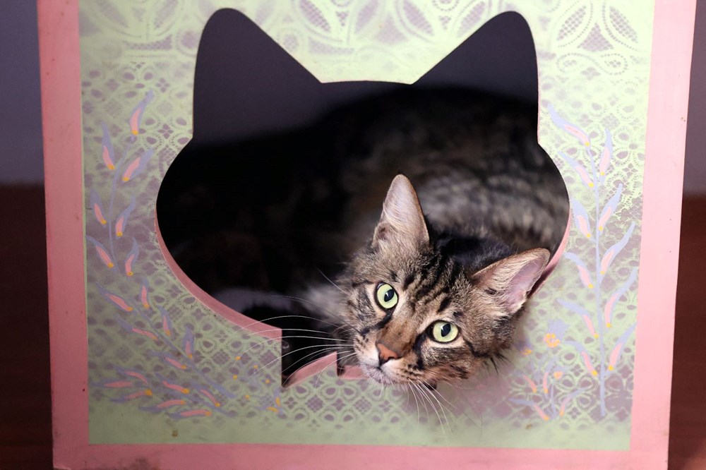 İran'da kedi kafe açıldı: Ziyaretçilerden yoğun ilgi - 14