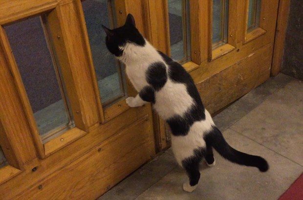 kediye sut vermek dogru mu magazin