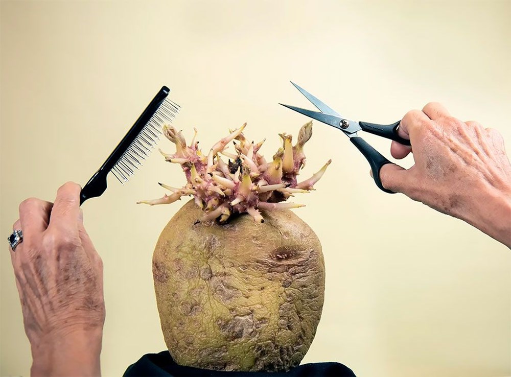 Patates Fotoğrafları Yarışması'nın kazananları belli oldu - 1