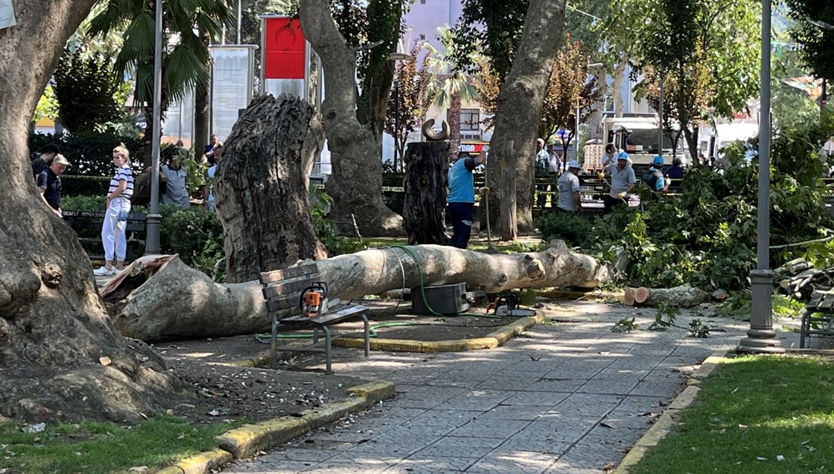 Çınar ağacından kopan dal üç kişiyi yaraladı