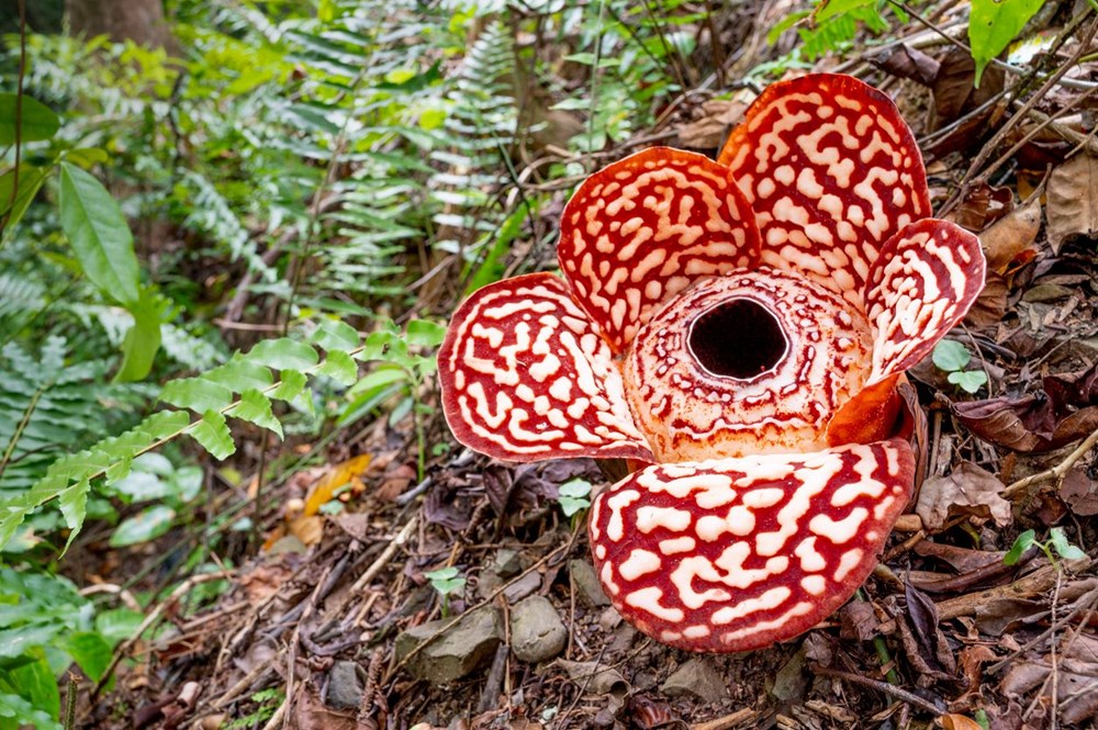 Dünyanın en büyüğü: Endonezya’da ceset çiçeği olarak da
bilinen 'Rafflesia arnoldii' açtı - 3