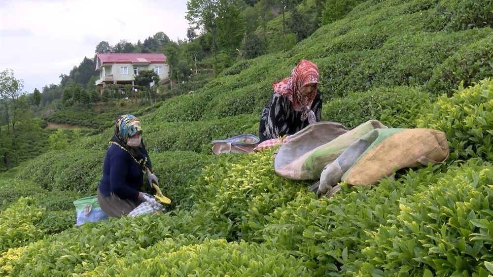 Çay göçü ile Rize'ye giden 30 bin kişiye validen uyarı - 7