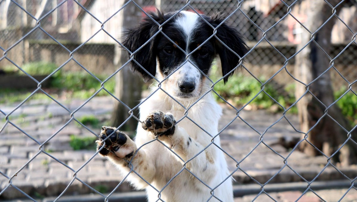 43'ü yasaklı 1850 hayvan misafir ediliyor