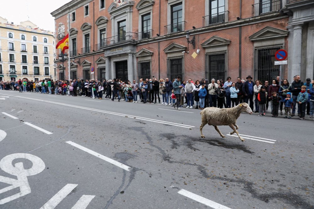 Madrid'de koyunlar şehre indi - 2