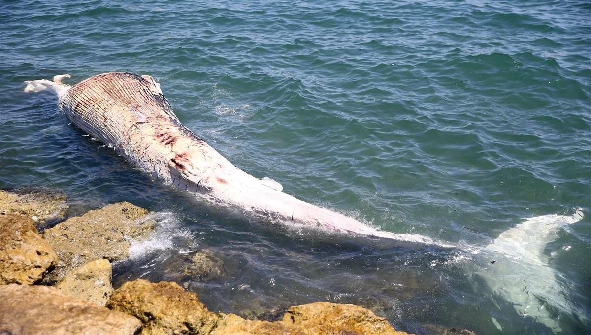 Mersin sahiline 8 metre oluklu beyaz balina vurdu