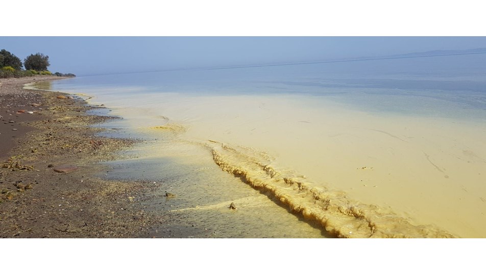 Ünlü Assos sahilinde deniz sarıya döndü