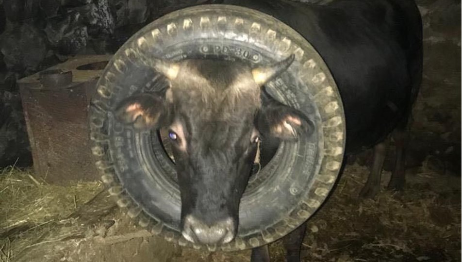 Başı lastiğe sıkışan ineği itfaiye kurtardı
