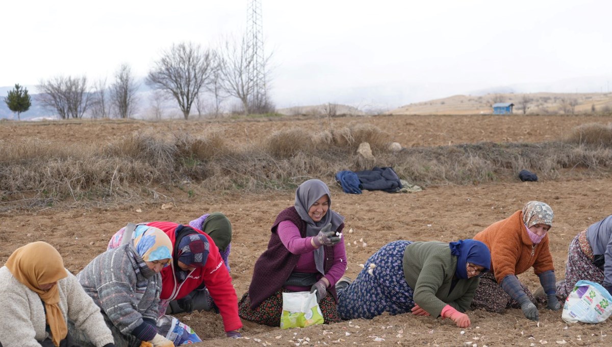 35 yıldır sarımsak tarlasında çalışıyor: 