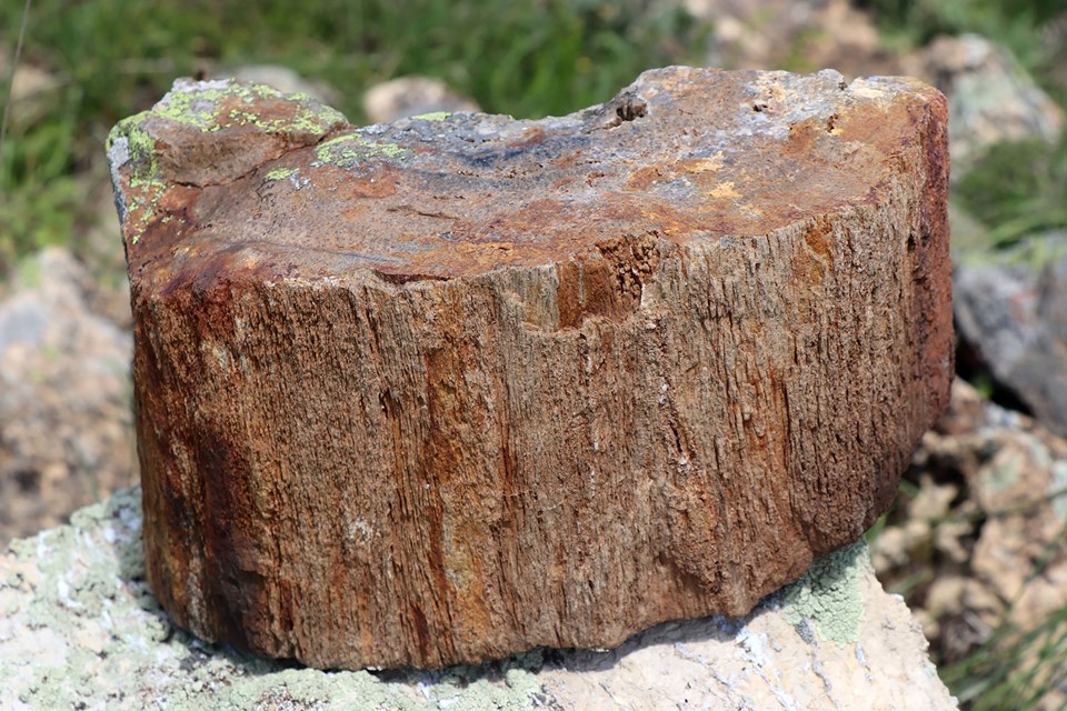 Yaylada heyecanlandıran keşif: 160 milyon yıllık fosil ağaç kalıntıları bulundu - 2