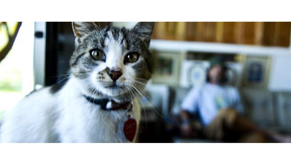 Otostopçu kedi yuvasına döndü Magazin Haberleri NTV