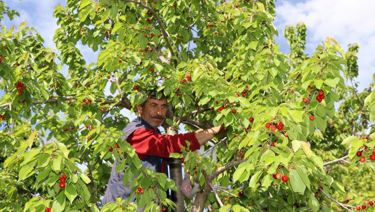 Tekirdağ Kiraz Festivali ne zaman? (Tekirdağ Kiraz Festival programı)