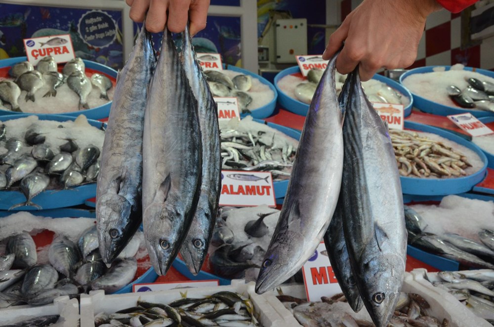 Palamut 5 liraya kadar düştü - 2
