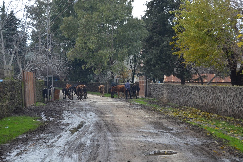 Gaziantep'te bir mahallede 6 aylık kuduz karantinası - 1
