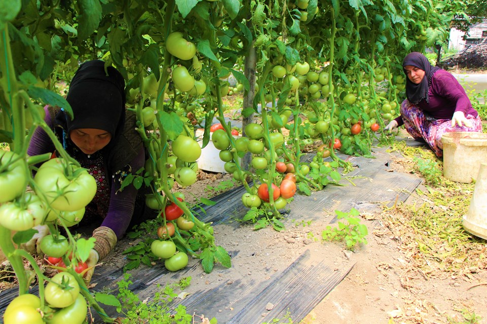 Amasya'da domates hasadı başladı - 1