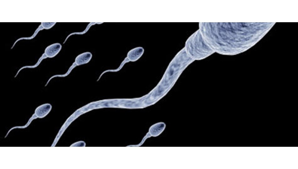 Beslenme sperm sayısını etkiliyor