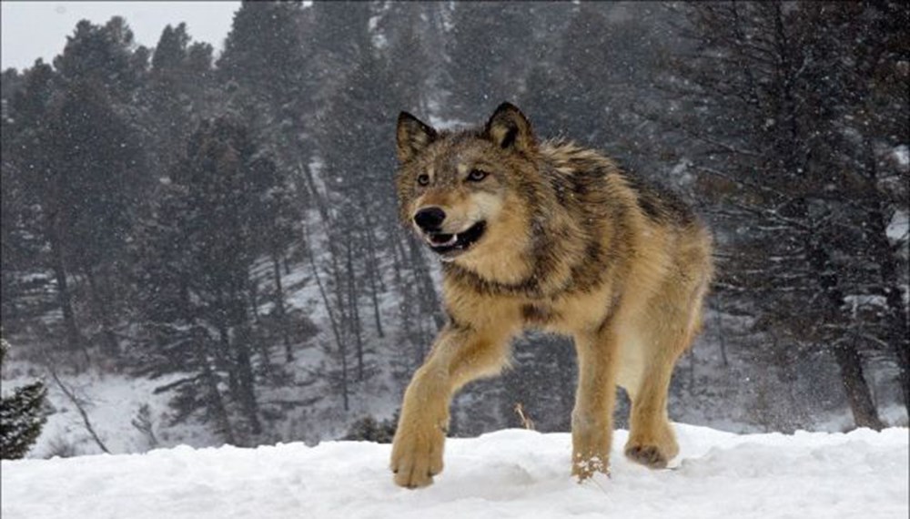 Хищный волк. Нет они дикие. Нет они дикие. Волк скалится. Нет они дикие.