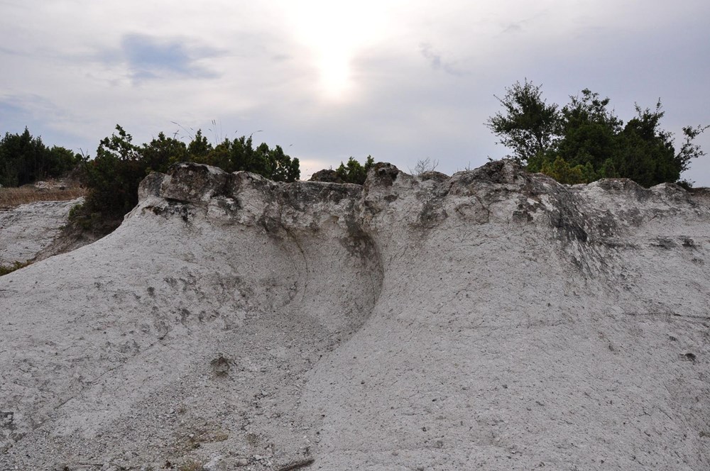 21 milyon yıllık fosil ağaç ormanı tehlikede - 8