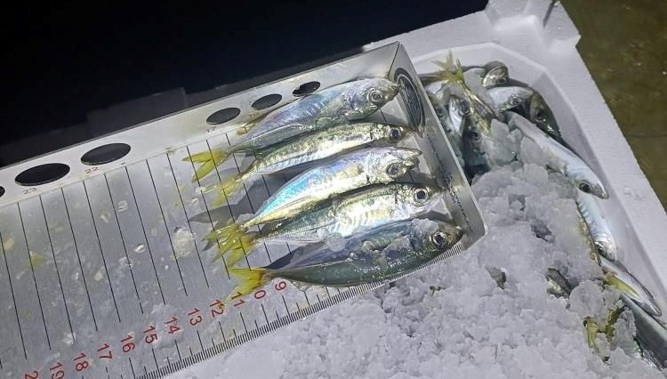 Balıkçıda yasal boy denetimi