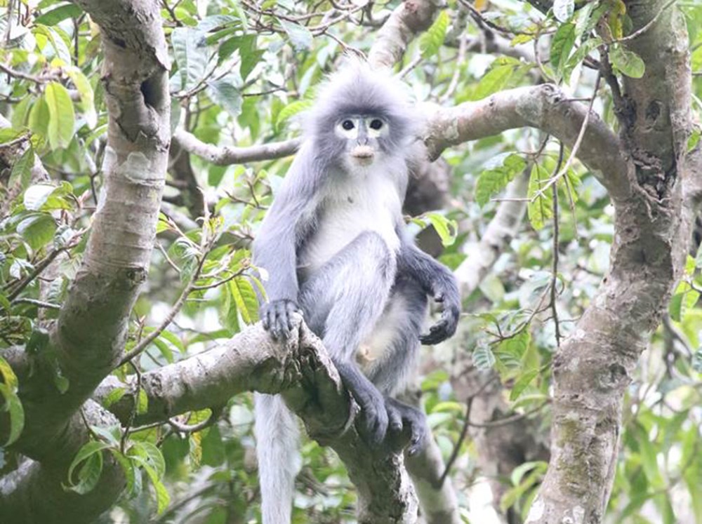 Bilim Insanlari Nesli Tukenme Tehlikesinde Bulunan Yeni Bir Maymun Turu Kesfetti Ntv