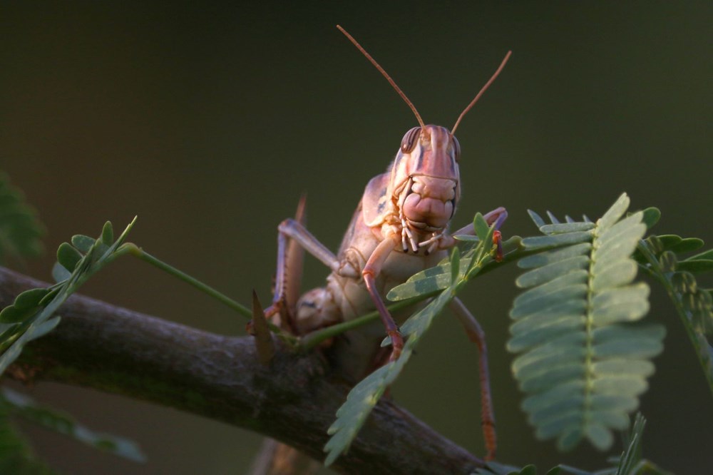 İstilacı çekirgeler ilerlemeye devam ediyor - 4