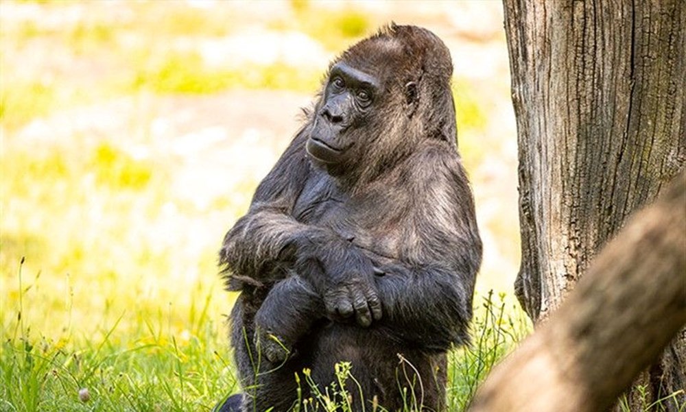 Dünyanın en yaşlı gorili: Fatou, 68'inci yaşını kutladı 73 mWrvvXbqukW1wMERGN7zuQ