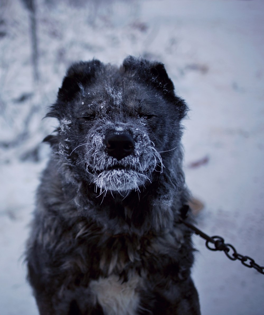 Dünyanın en soğuk şehri Yakutsk'da hayat - 13