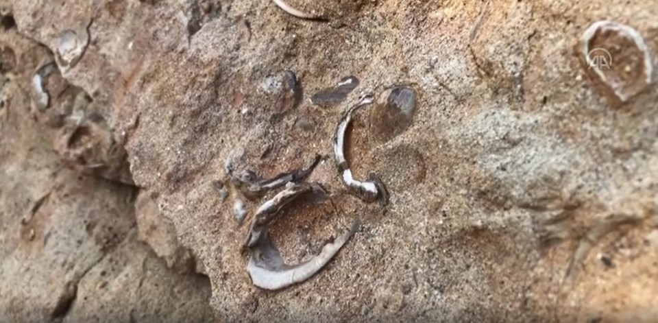 Iğdır'da şimdi de midye fosiline rastlandı - 2