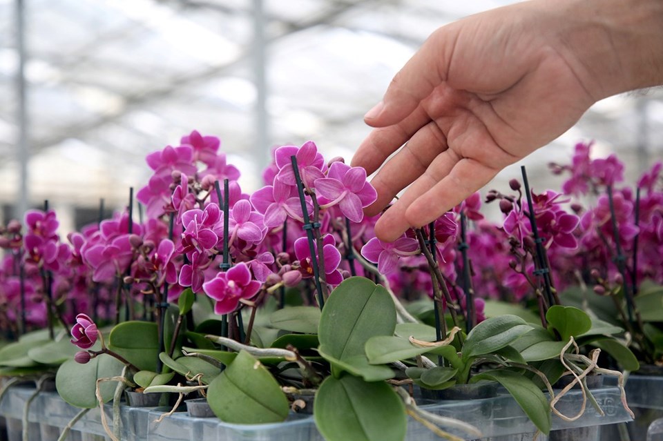 Orkideye 1 yılda yüzde 100 zam - 1