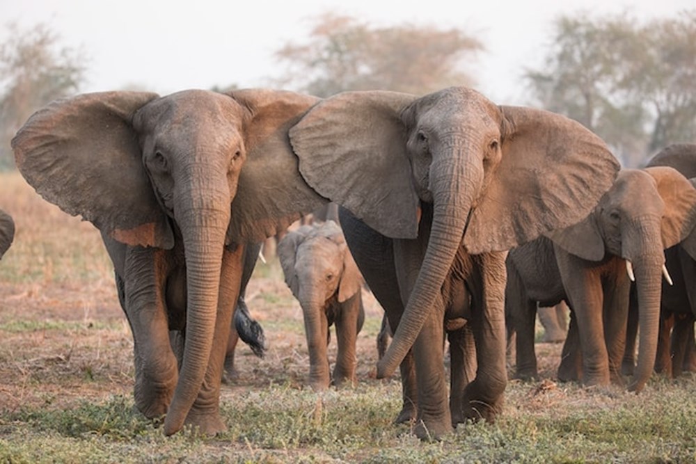 Mozambik'te filler insanlıktan korunmak için mutasyon geçirdi: Artık dişsiz doğuyorlar - 3