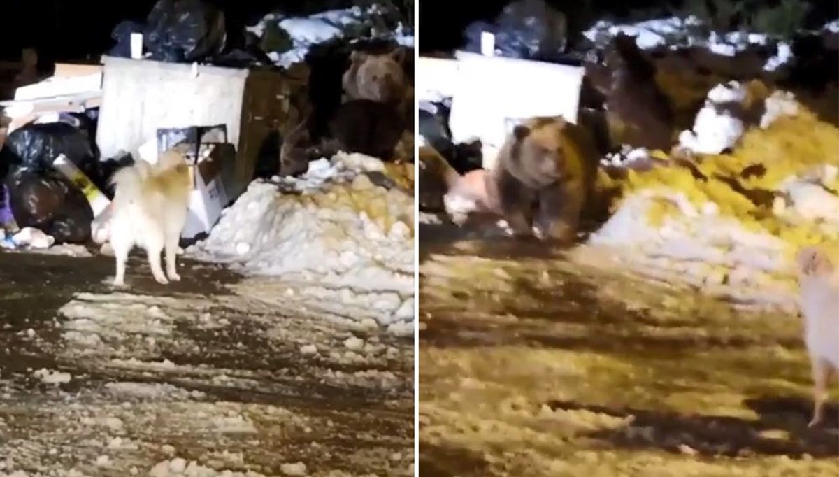 Uludağ’da kış uykusuna dalamayan ayı ailesi kendilerini rahatsız eden köpeğe saldırdı Uludağ’da kış uykusuna dalamayan ayı ailesi kendilerini rahatsız eden köpeğe saldırdı