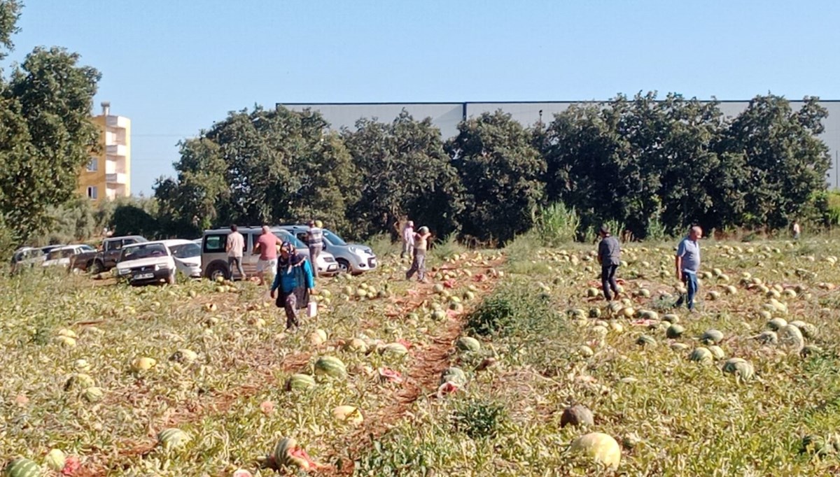 120 ton karpuzu hayrına dağıttı 120 ton karpuzu hayrına dağıttı