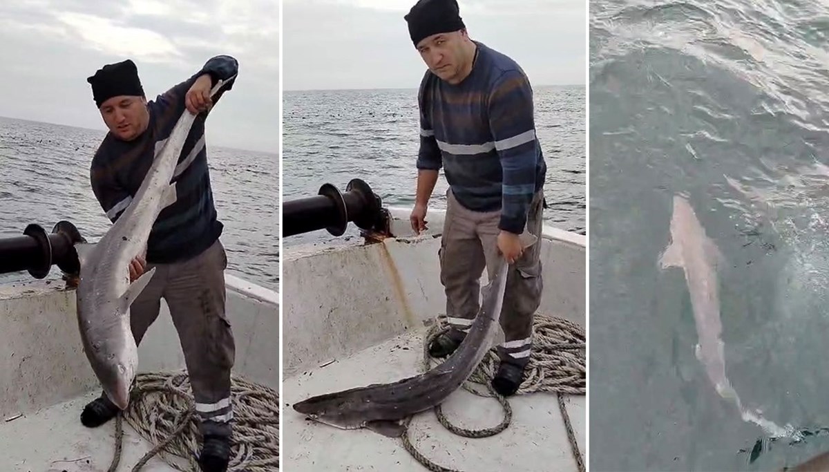 Balıkçıların ağına köpek balığı takıldı