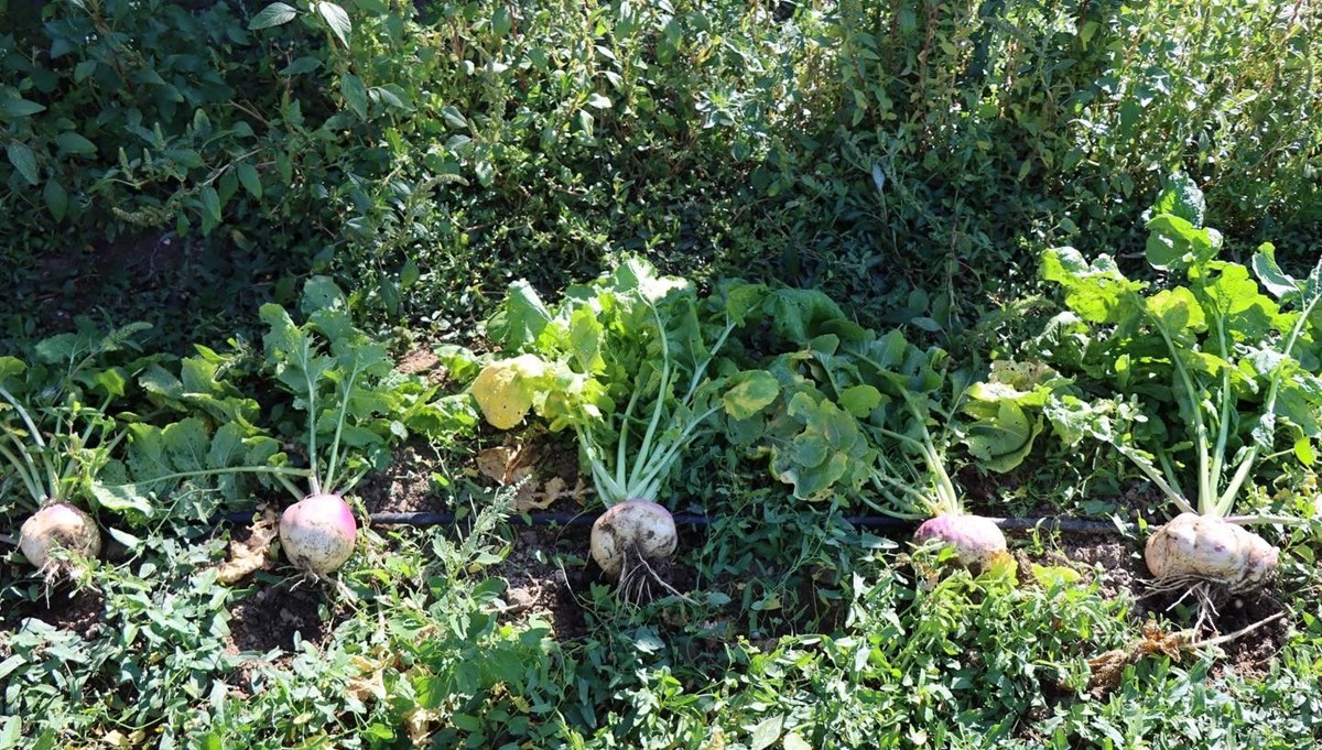 Tarlasının önünden geçmek bile yetiyor: Yılda 1 kez tüketilmeli