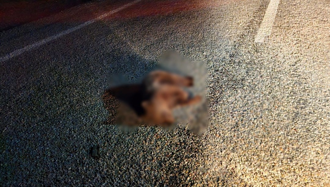 Kütahya'da yolda ölü yavru ayı bulundu