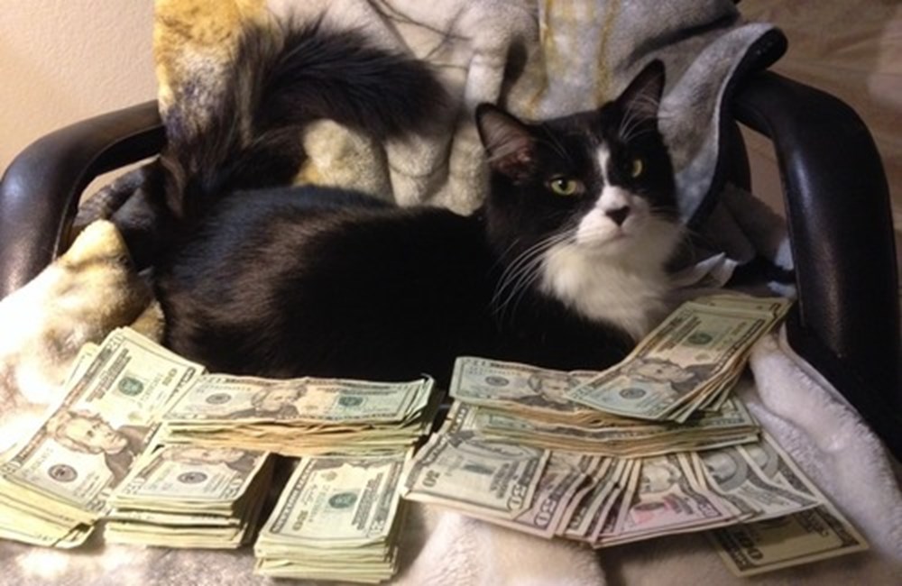 Сайт кэт на деньги. Кошка с деньгами. Животные с деньгами. Коты гангстеры. Успешная кошка.