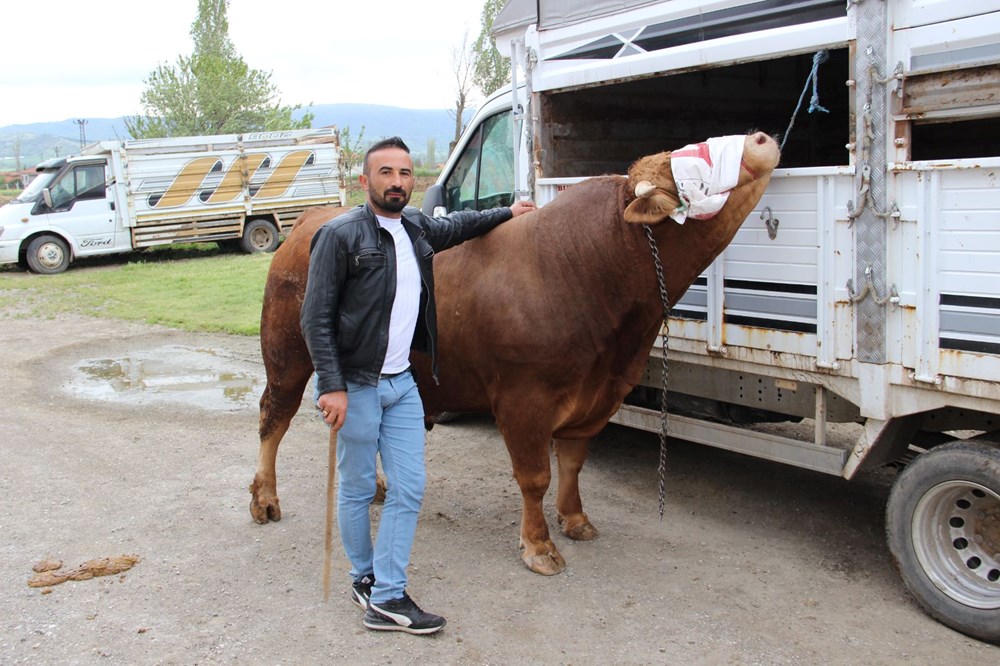 1 ton 150 kilogram tartısında: "Paşa" 380 bin TL'ye alıcısını bekliyor 77 mfXXYJ Q1k kSG6n2gZfYQ
