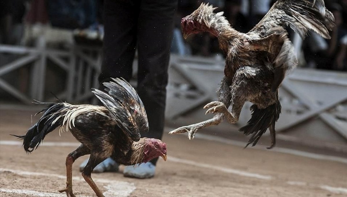 Horoz dövüşünde bahis oynayanlara para cezası