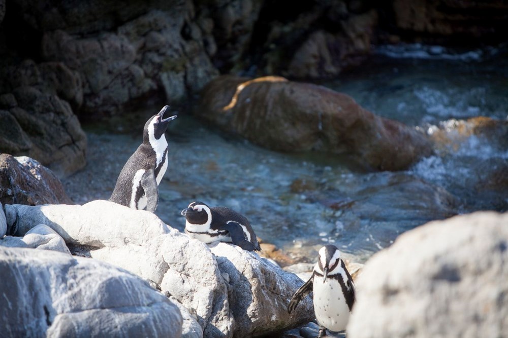 Eşcinsel penguenler Elma ve Lima çocuk sahibi oldu - 2