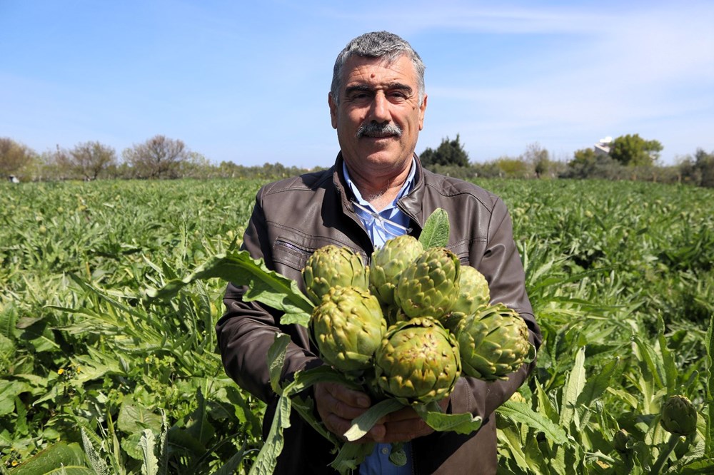 Tarladan sofralara geliyor: Tezgahta tanesi 50 TL 77