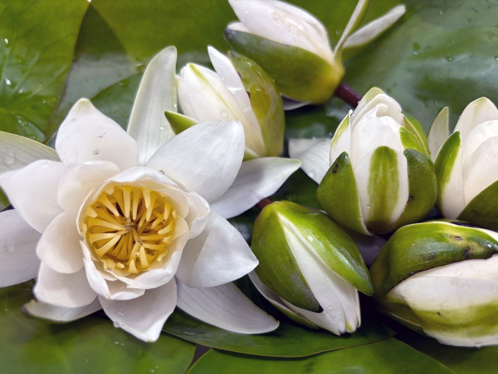 Yeryüzüne yaşam verdiği rivayet ediliyor: Muğla'nın 'beyaz nilüfer'i araştırma konusu olacak - 1