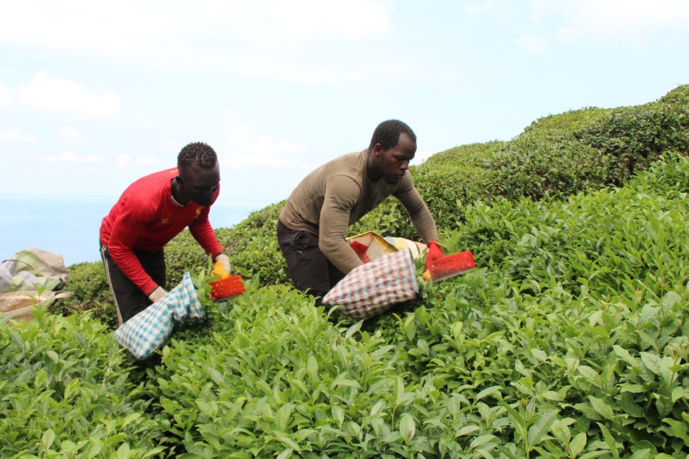 Afrikalı işçiler bu yıl da çay hasadında - 3