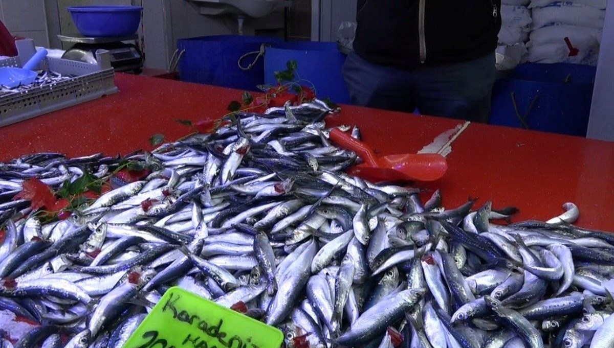 Denizden sofralara yolculuk: Tezgahta hareketlilik başladı Denizden sofralara yolculuk: Tezgahta hareketlilik başladı