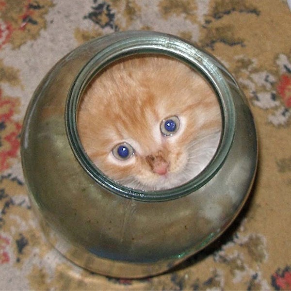 Жидкие Кошки Фото